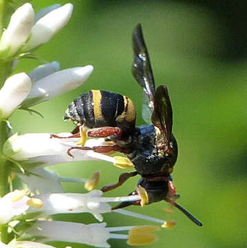 Imagem de Epeolus bifasciatus Cresson 1864