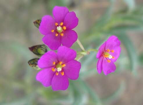 Image of Cistanthe lingulata (Ruíz Lopez & Pavón) M. A. Hershkovitz