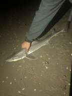 Image of Dusky Smoothhound