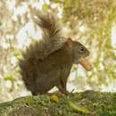 Image of Sciurus aestuans ingrami Thomas 1901