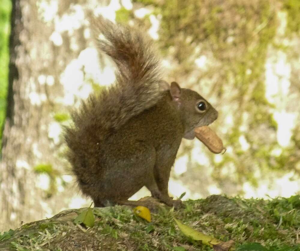 Image of Sciurus aestuans ingrami Thomas 1901