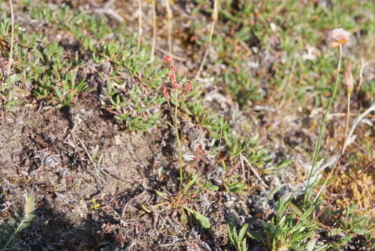 Rumex aureostigmaticus Kom. resmi