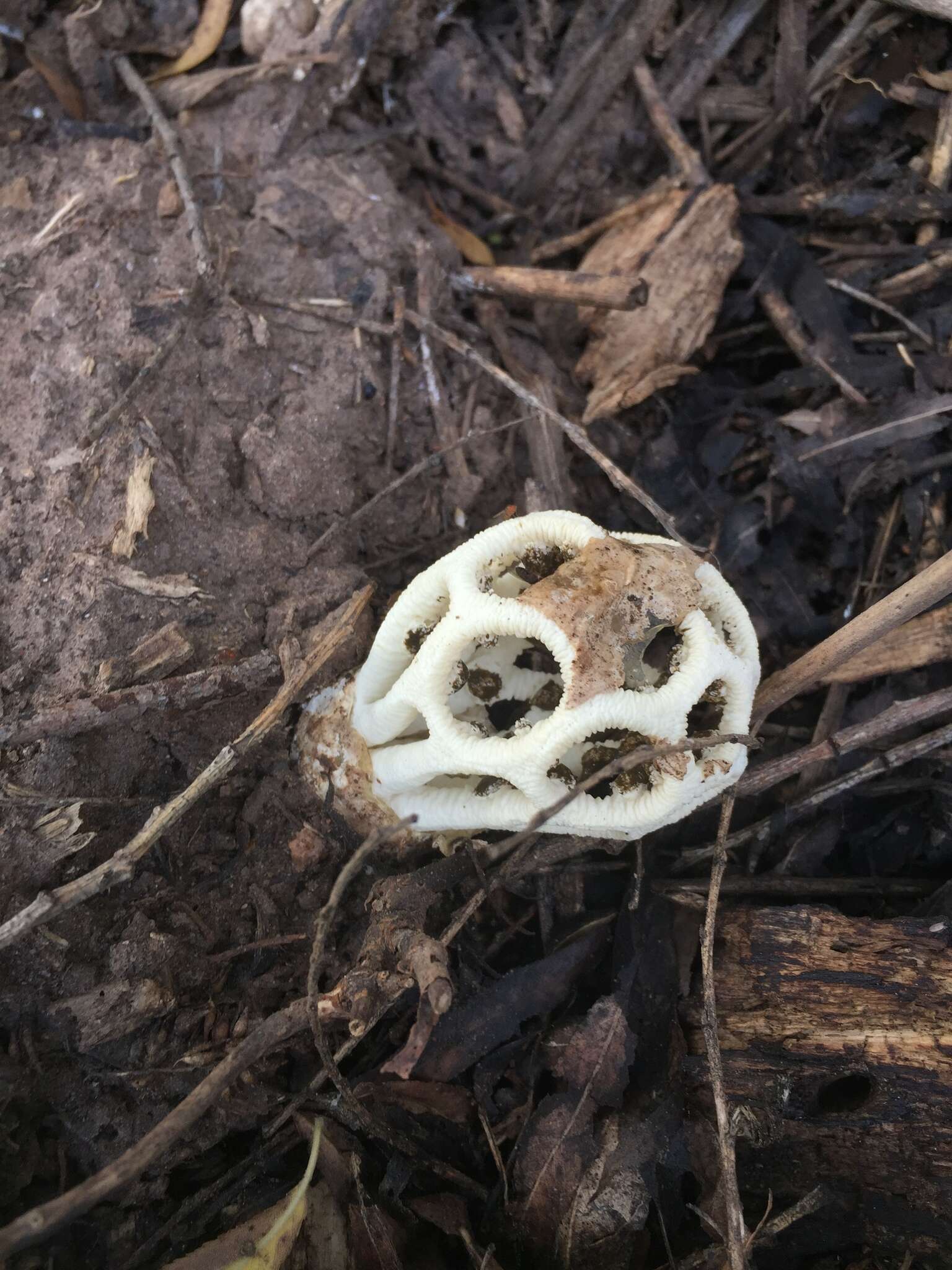 Imagem de Clathrus chrysomycelinus Möller 1895