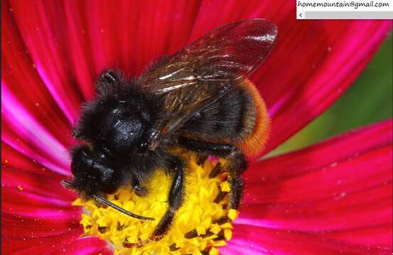 Image de Bombus coreanus (Yasumatsu 1934)