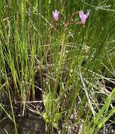 Plancia ëd Dodecatheon pulchellum subsp. macrocarpum (A. Gray) Taylor & Mac Bryde