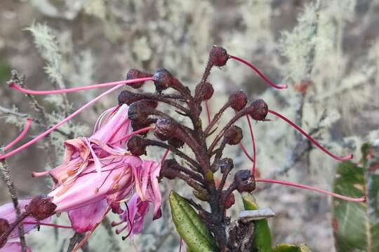 Image of Bejaria infundibula S. E. Clemants