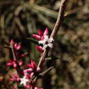 Image of Styphelia fletcheri subsp. brevisepala