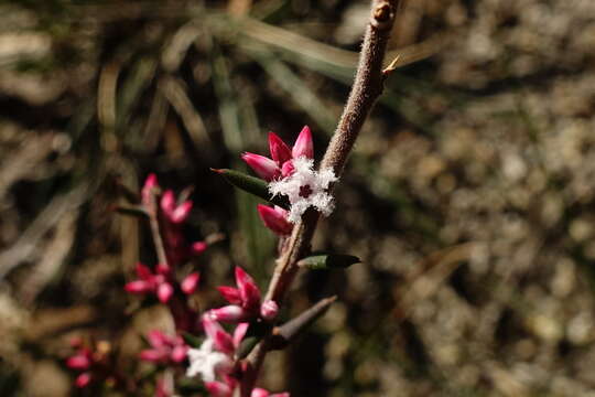 Image of Styphelia fletcheri subsp. brevisepala