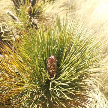 Image of Hartweg's Pine