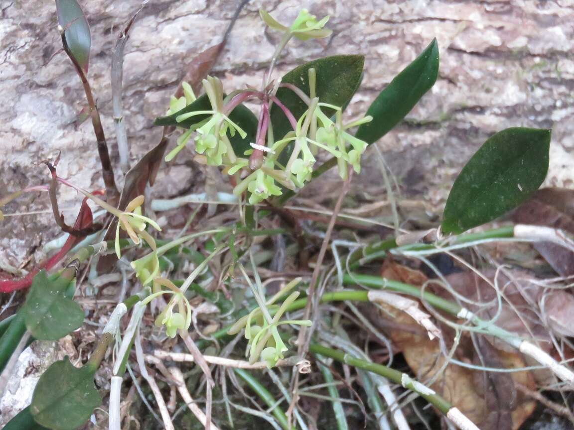 Image of green fly orchid