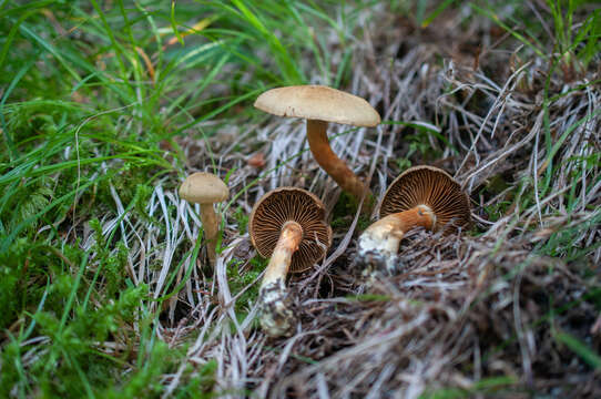 Image of Cortinarius venetus (Fr.) Fr. 1838