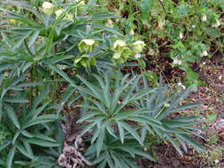 Image of Helleborus bocconei Ten.