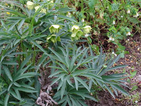 Image of Helleborus bocconei Ten.