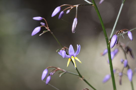 Image of <i>Dianella longifolia</i> R. Br.