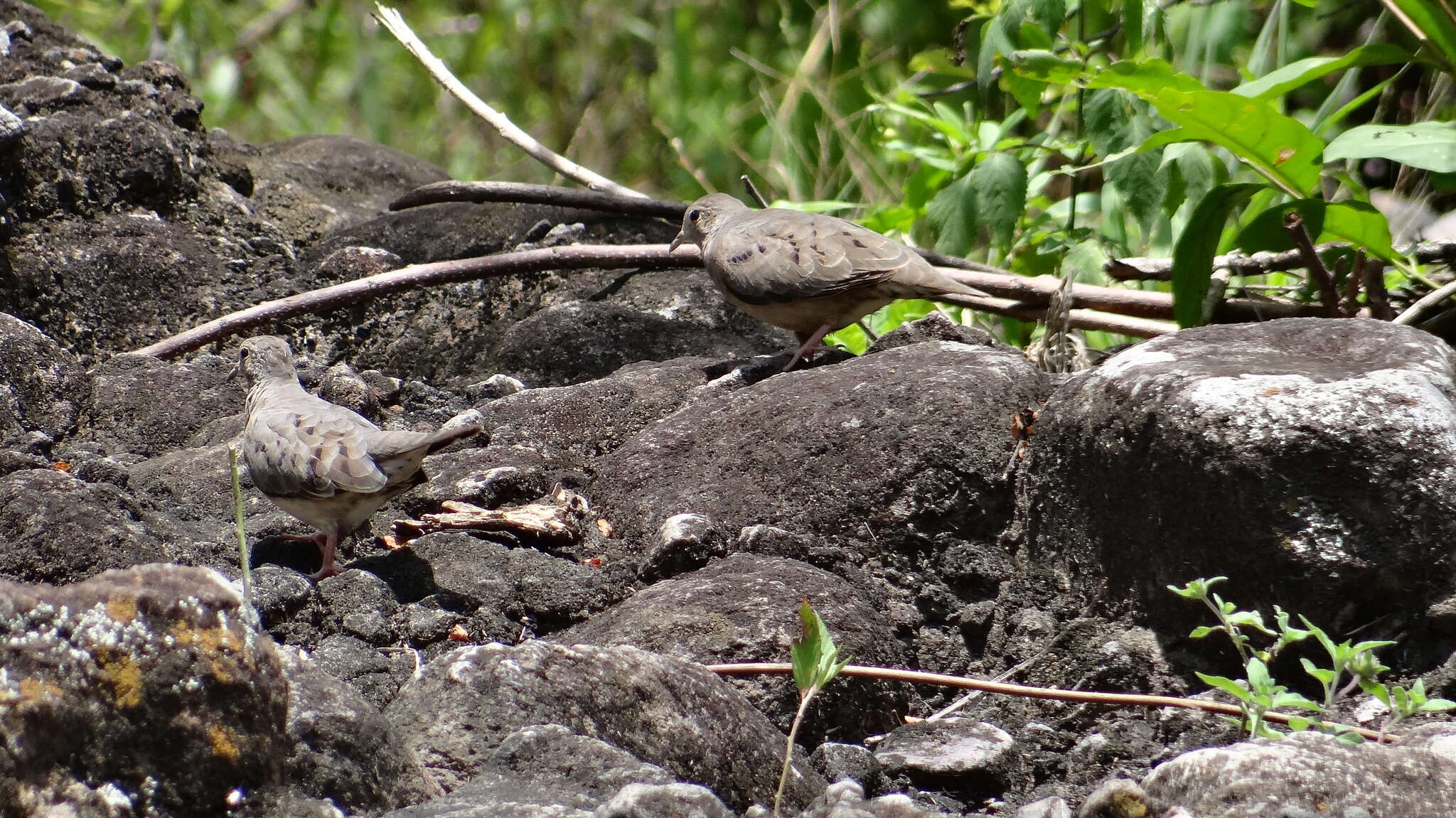 صورة Columbina minuta (Linnaeus 1766)