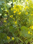 Image of white mustard