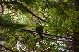 Image of Norfolk Parakeet