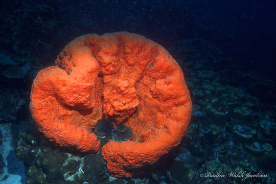 Image of orange elephant ear sponge