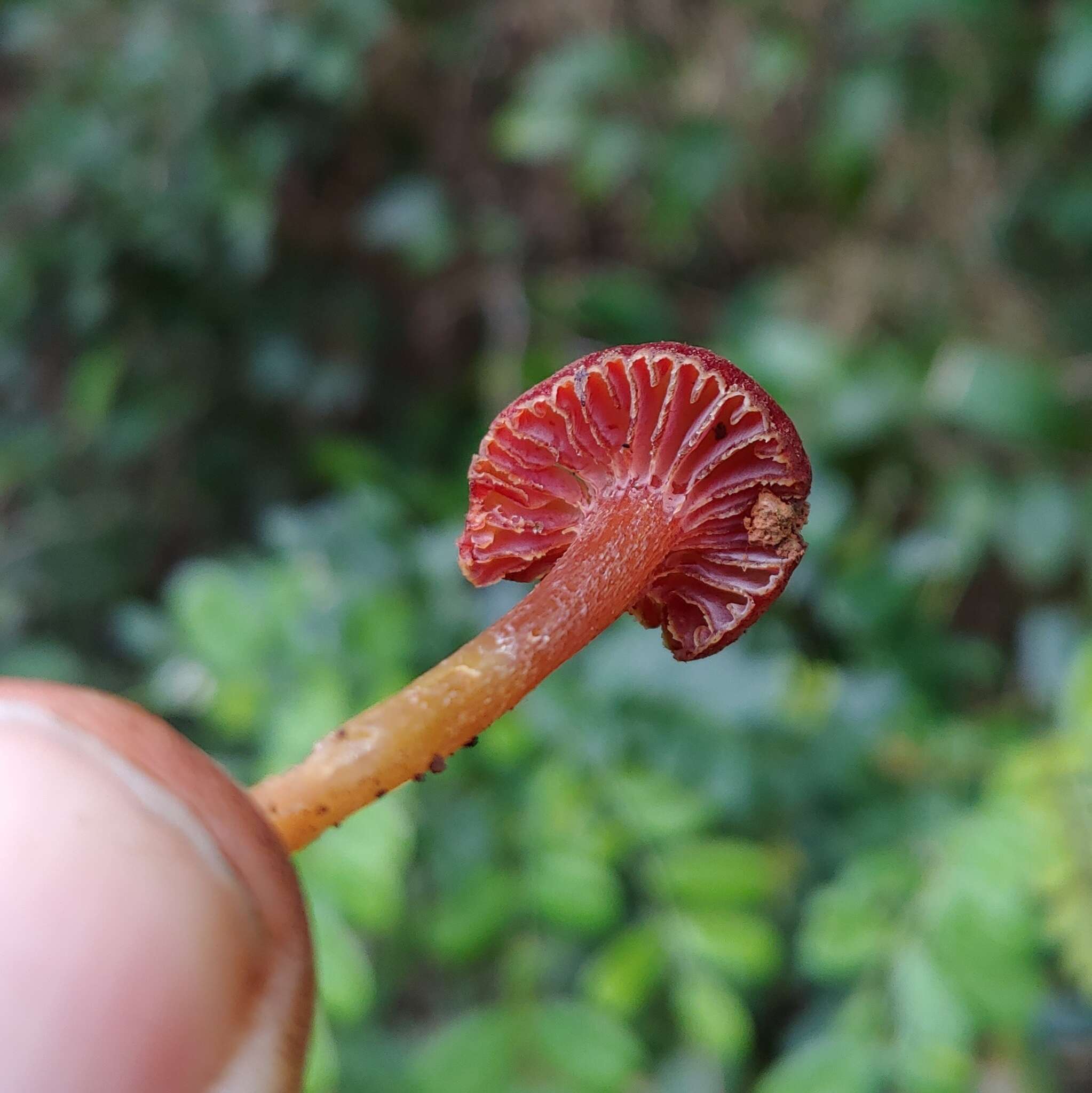 Sivun Hygrocybe prieta Lodge & Pegler 1990 kuva