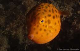 Image of Blue boxfish