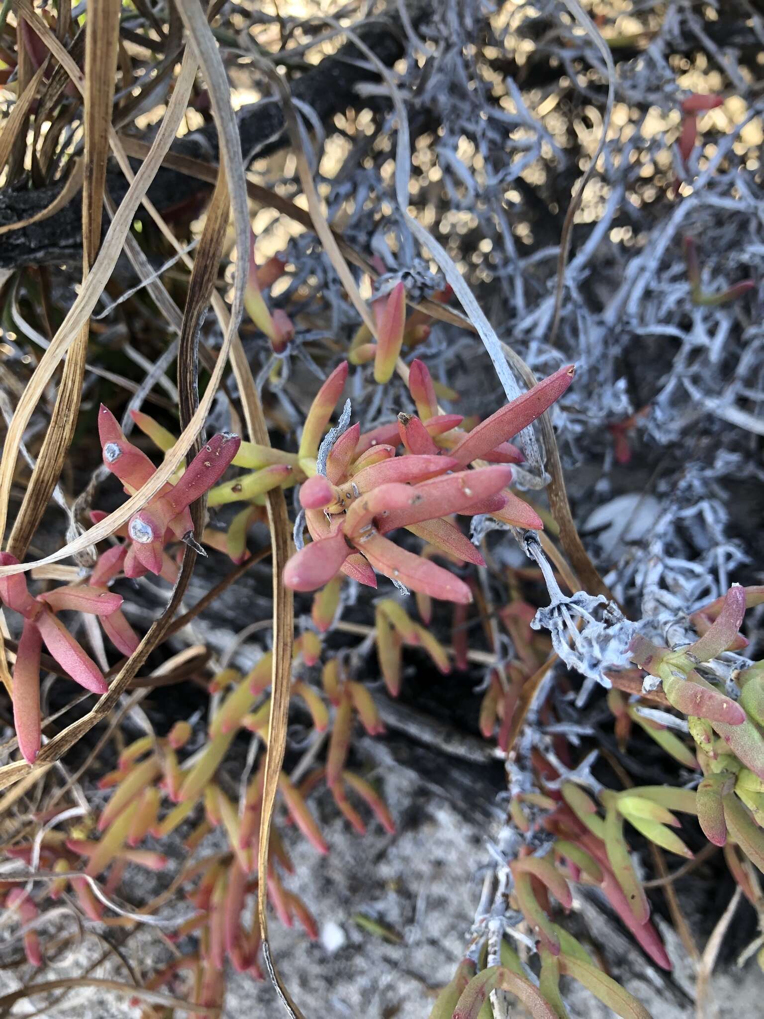 Image of Ruschia macowanii (L. Bol.) Schwant. apud Jacobsen