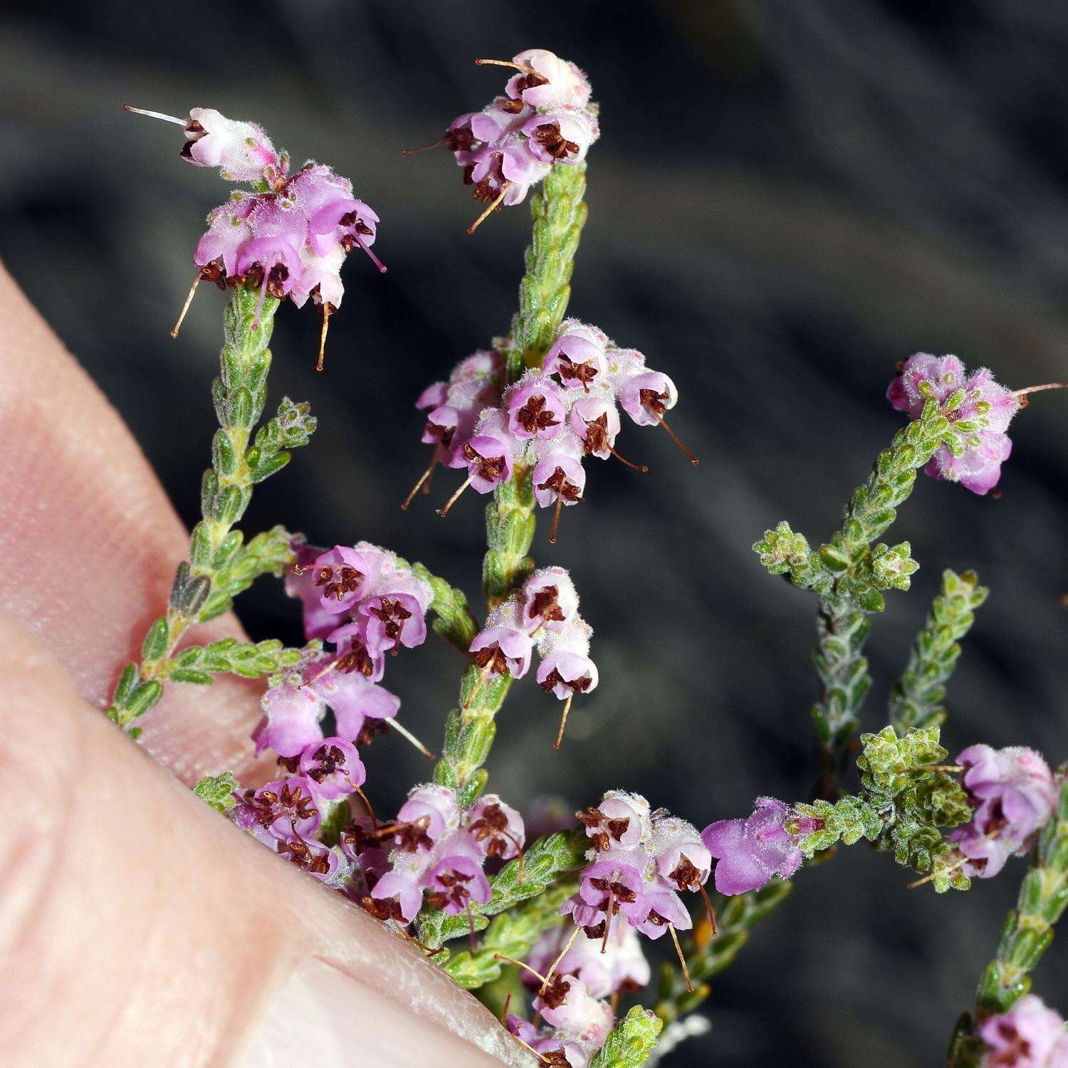 Image of Erica plumosa Thunb.