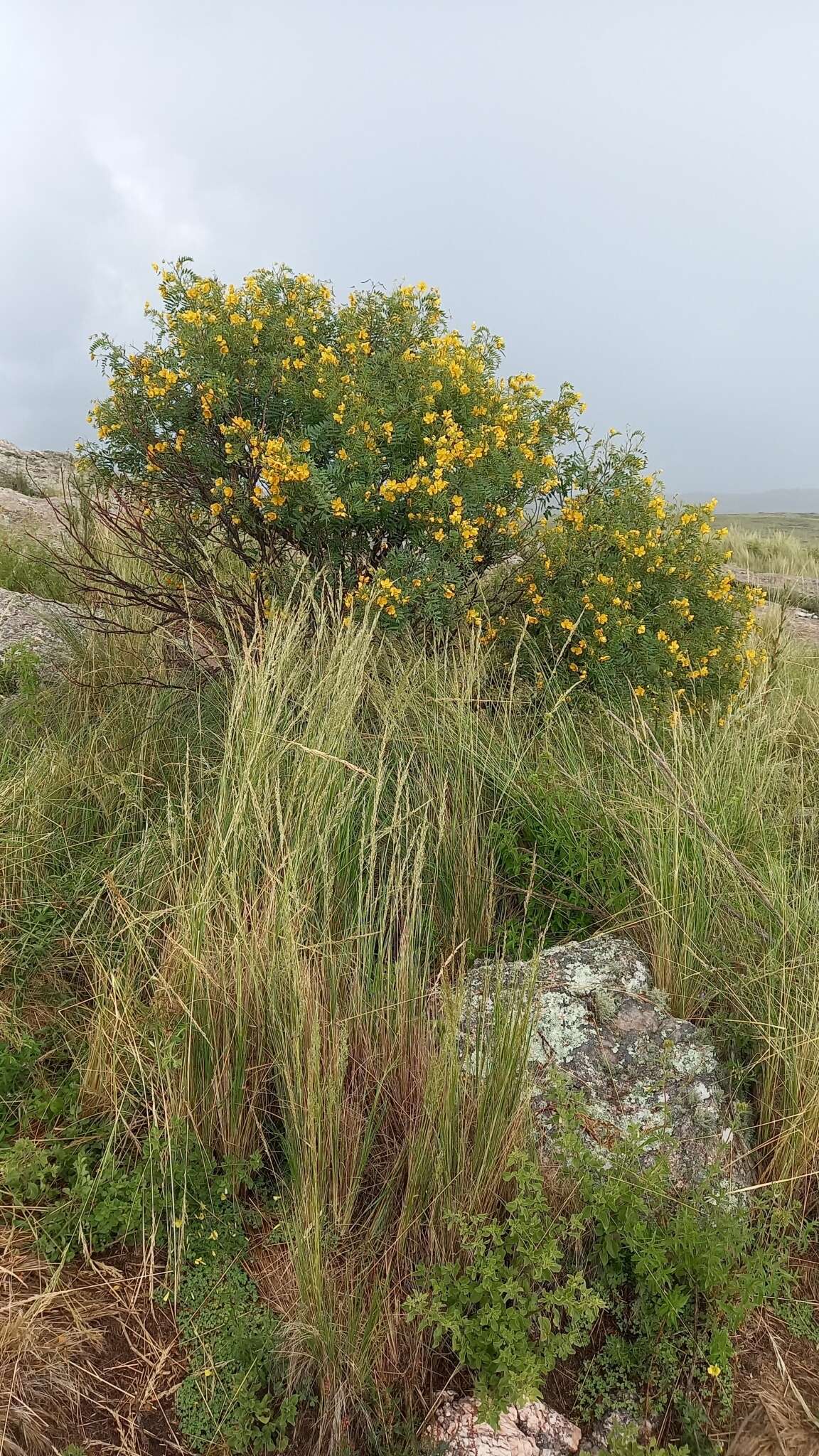 Plancia ëd Senna birostris (Vogel) H. S. Irwin & Barneby