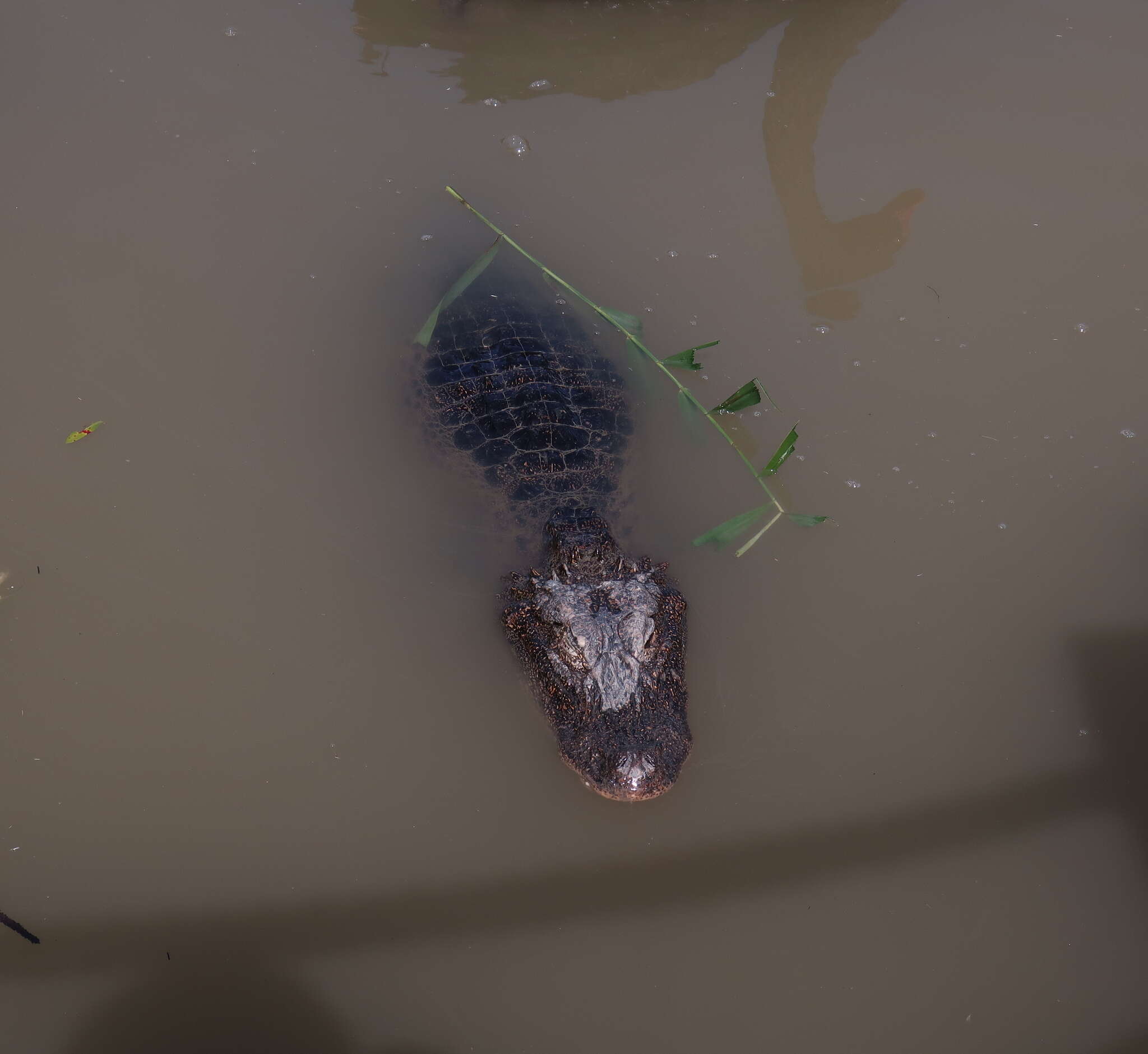 Image of Chinese alligator