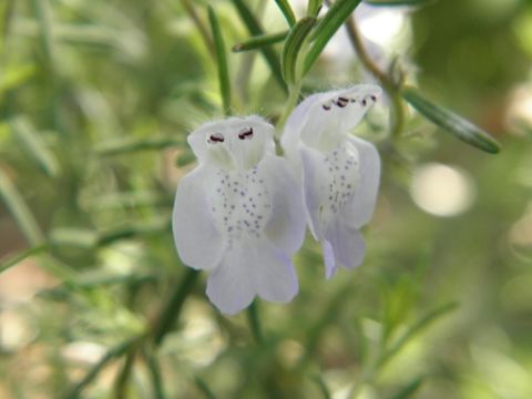 Image of false rosemary