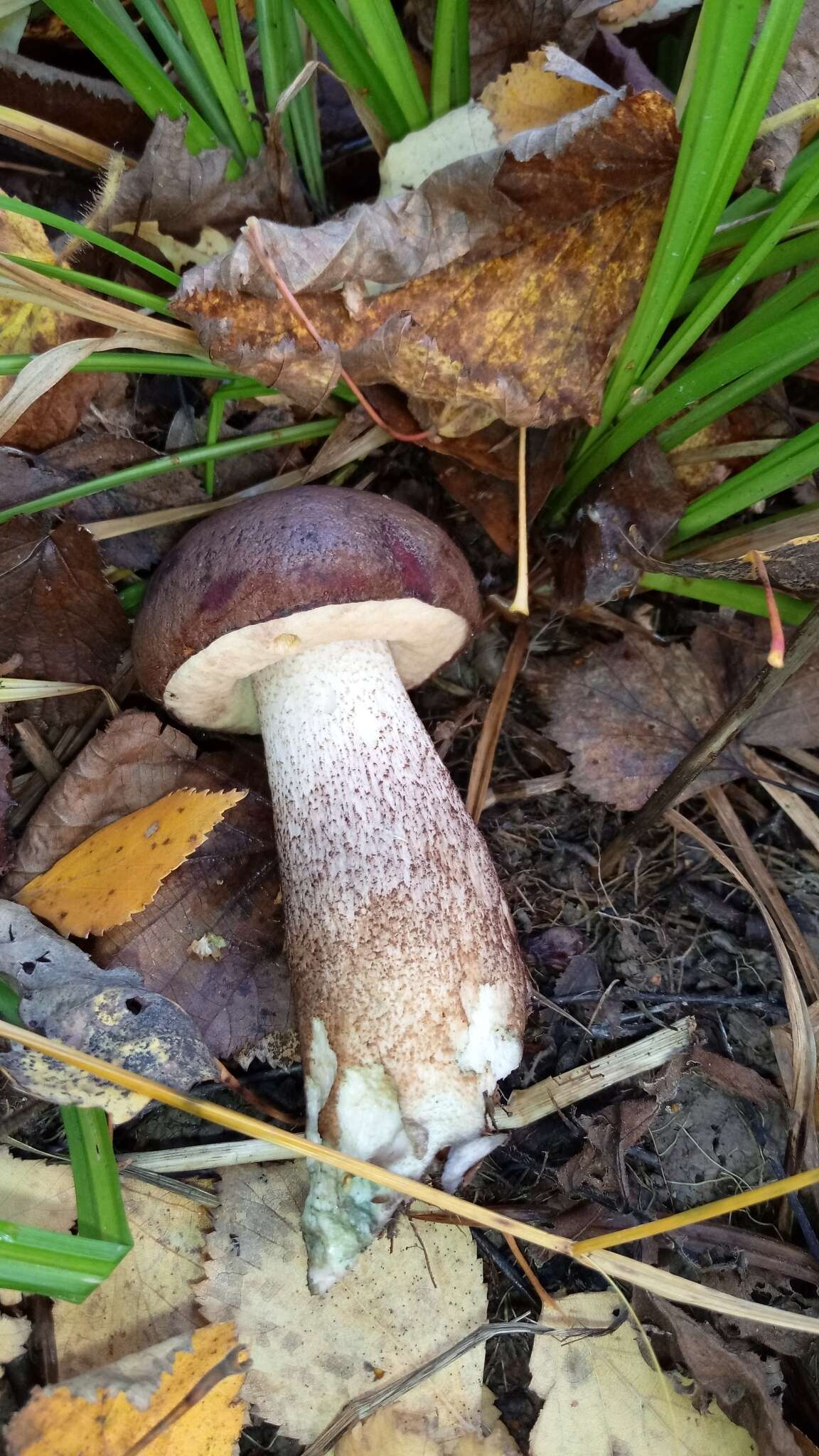 Image of Leccinum duriusculum (Schulzer ex Kalchbr.) Singer 1947