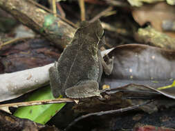 Image of Rhinella alata (Thominot 1884)