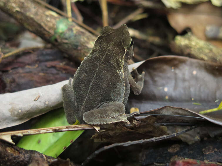 Rhinella alata (Thominot 1884)的圖片