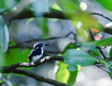 Image of Little Kingfisher