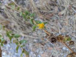 Imagem de Hazardia squarrosa var. squarrosa