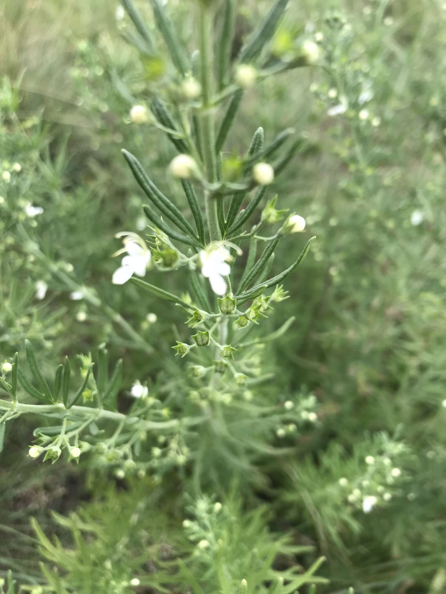 Image de Teucrium trifidum Retz.