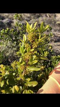 Imagem de Endotropis crocea subsp. pirifolia (Greene) Hauenschild