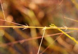 Plancia ëd Eragrostis refracta (Muhl.) Scribn.