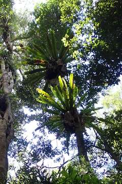 Image of Australian bird's-nest fern