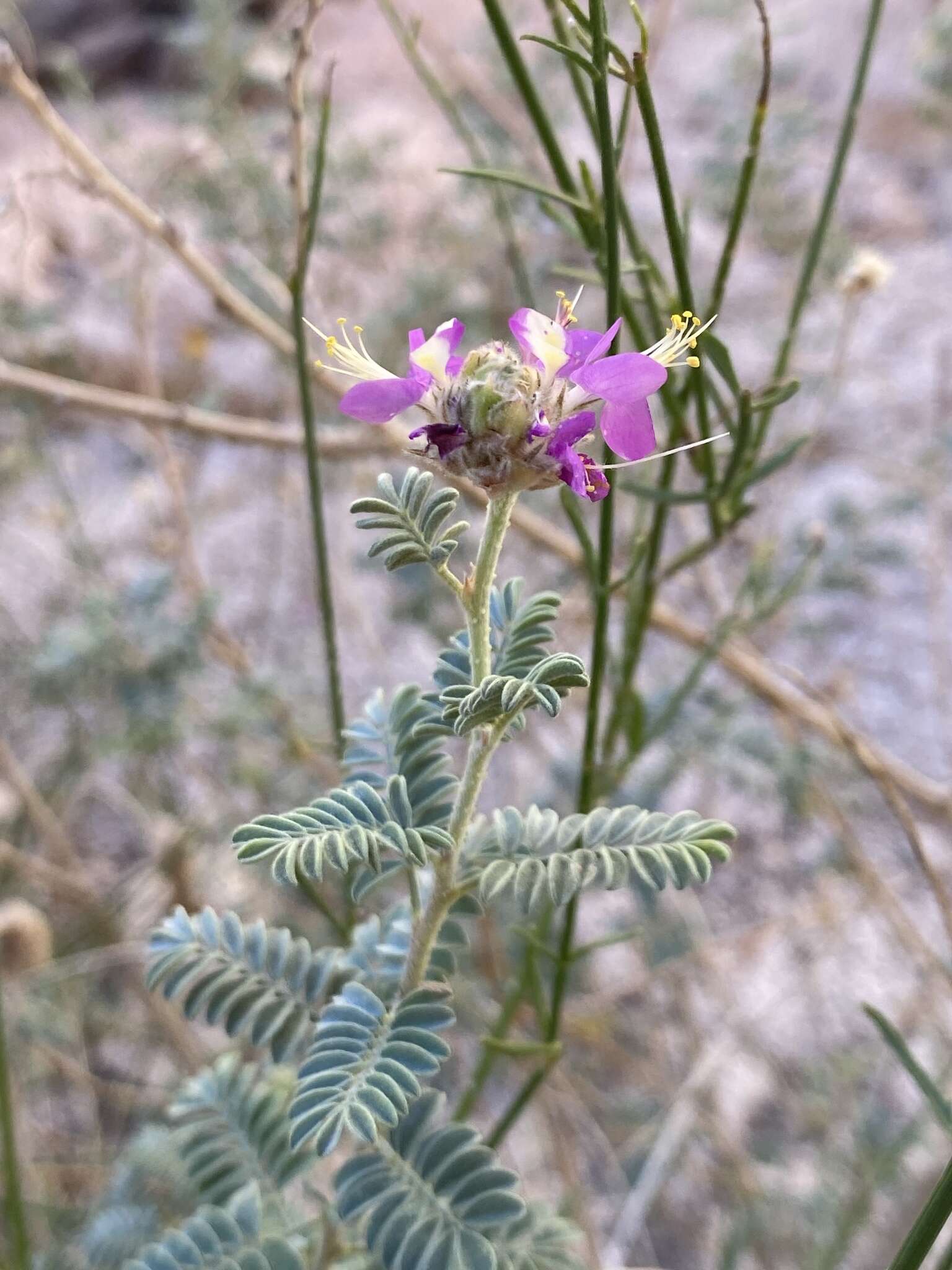 Plancia ëd Dalea bicolor var. orcuttiana Barneby