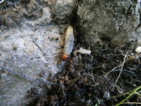 Image of Mexican bromeliad weevil