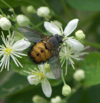 Image of <i>Paradejeania rutilioides</i>