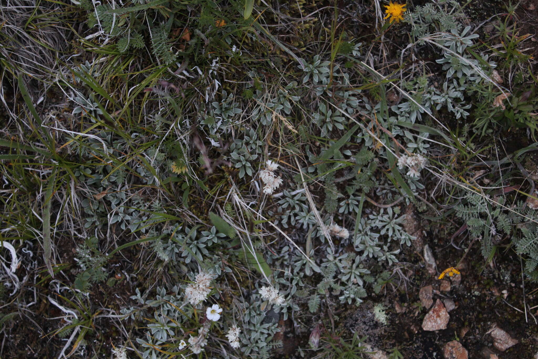 Image of Antennaria caucasica A. Boriss.