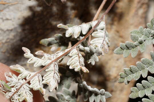 Image of Gregg's cloak fern