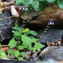 Image of Scutellaria pekinensis var. ussuriensis (Regel) Hand.-Mazz.