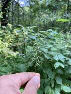 Imagem de Elymus hystrix var. hystrix