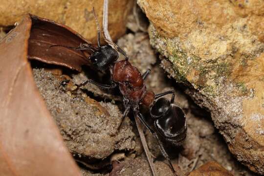 Image of Myrmecia swalei Crawley 1922