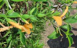 Plancia ëd Barleria prionitis subsp. delagoensis (Obermeyer) R. K. Brummitt & J. R. I. Wood