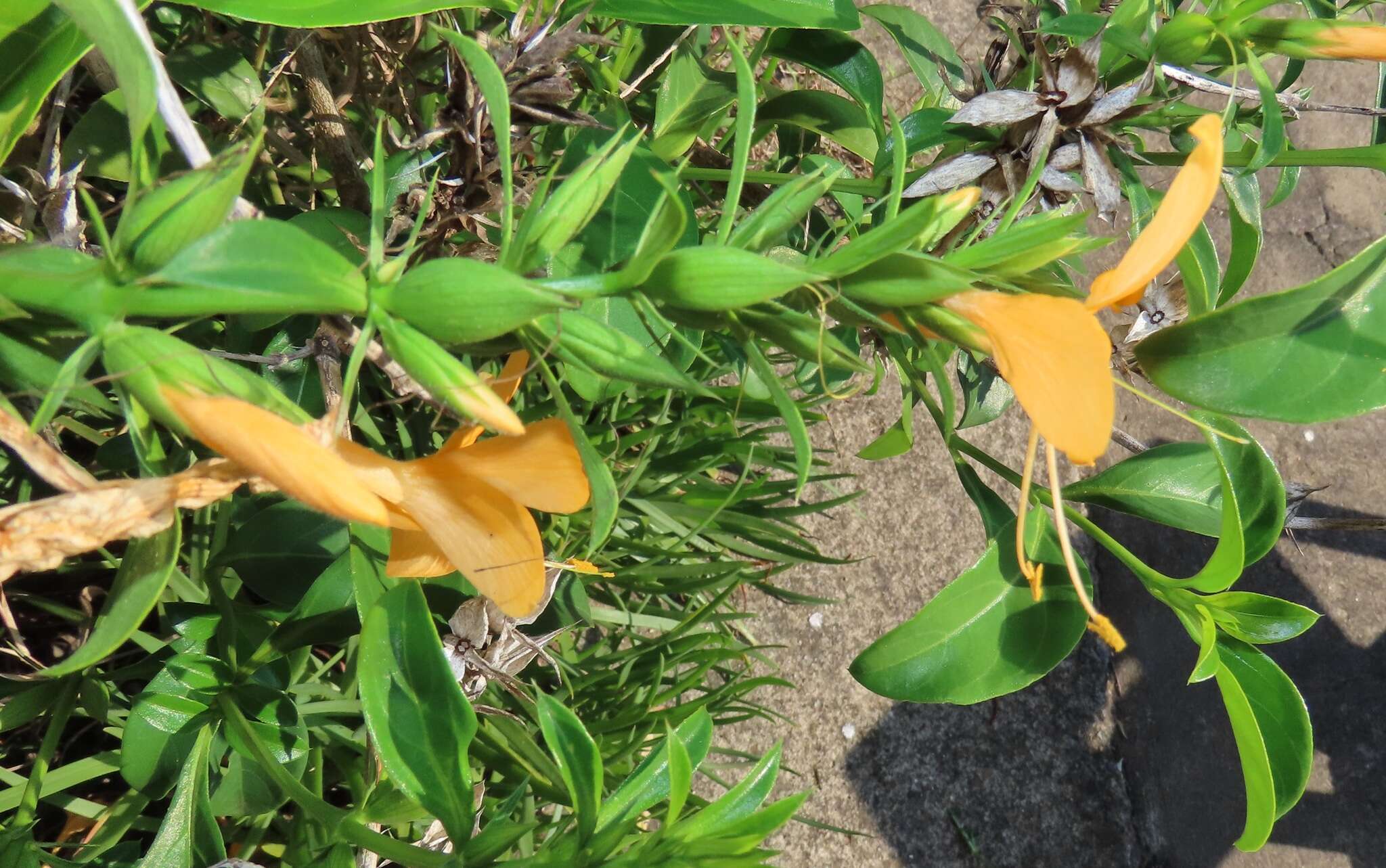 Plancia ëd Barleria prionitis subsp. delagoensis (Obermeyer) R. K. Brummitt & J. R. I. Wood