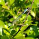 Image of Acanthagrion floridense Fraser 1946