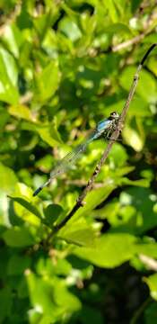 Image of Acanthagrion floridense Fraser 1946